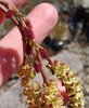 Alnus incana Female Flowers MLO.JPG