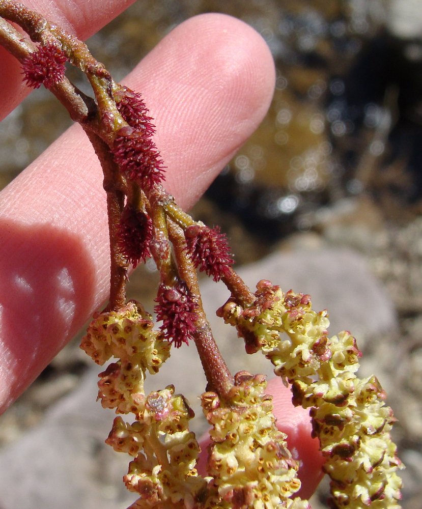 Alnus incana Female Flowers MLO.JPG