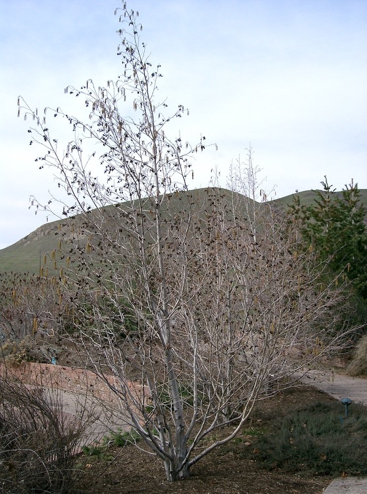 Alnus incana Habit in Winter.JPG