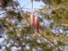 Alnus incana Male Catkins HMS16.JPG
