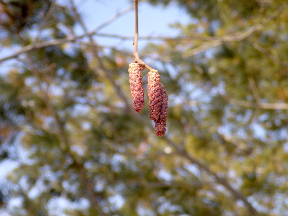 Alnus incana Male Catkins HMS16.JPG