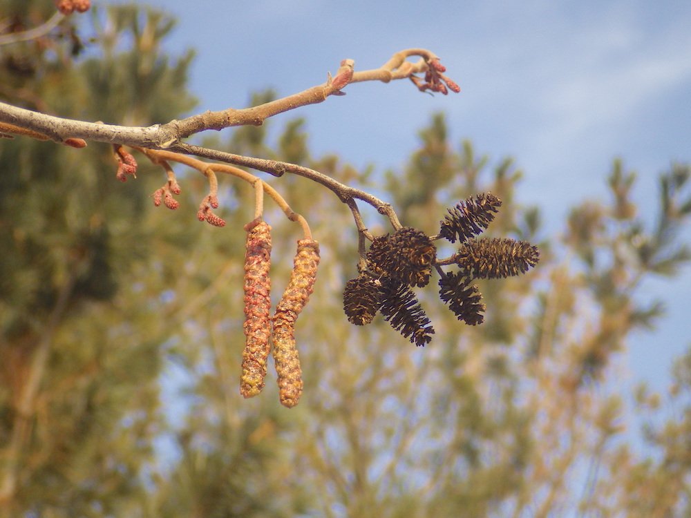 Alnus incana Male and Female Catkins HMS16.JPG