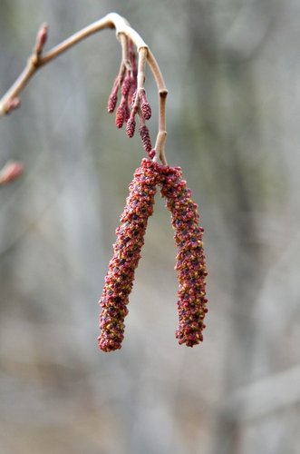 Alnus incana Male and Female Flowers JWB14.JPG