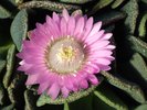 Aloinopsis spathulata Flower 1 JWB16.JPG