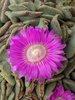 Aloinopsis spathulata Flower 1 JWB18.JPG