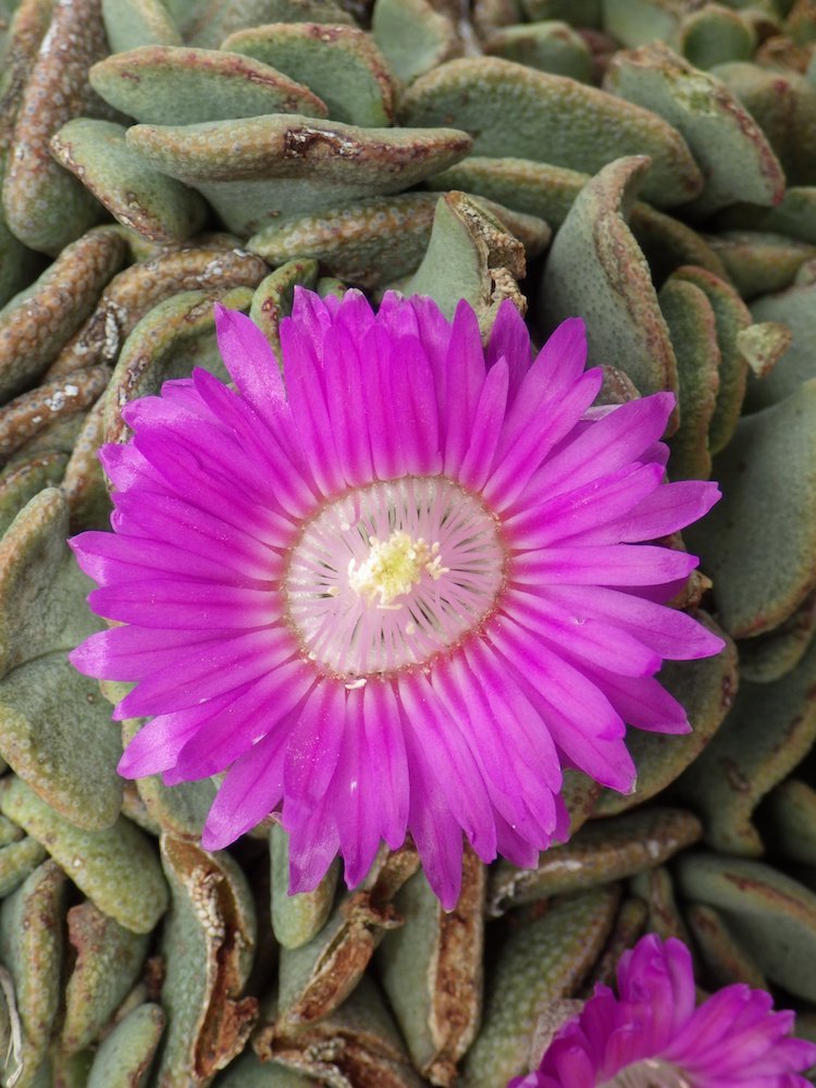 Aloinopsis spathulata Flower 1 JWB18.JPG