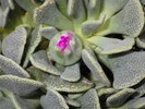 Aloinopsis spathulata Flower Bud HMS16.JPG