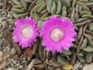 Aloinopsis spathulata Flowers 1 JWB18.JPG