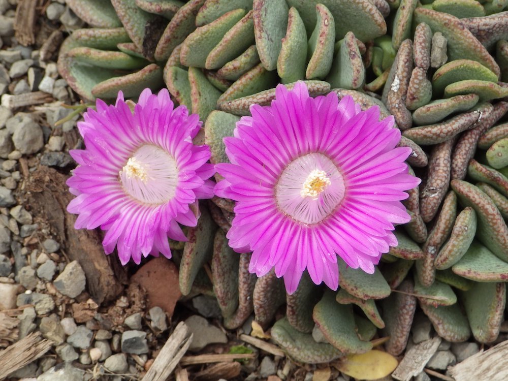 Aloinopsis spathulata Flowers 1 JWB18.JPG