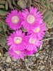 Aloinopsis spathulata Flowers 2 JWB18.JPG