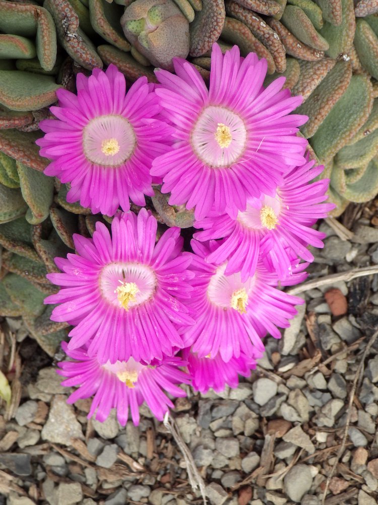 Aloinopsis spathulata Flowers 2 JWB18.JPG