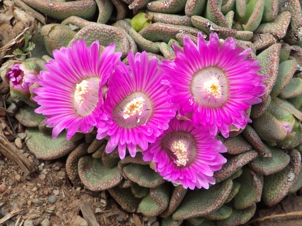 Aloinopsis spathulata Flowers 3 JWB18.JPG