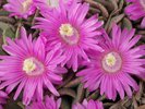 Aloinopsis spathulata Flowers 4 JWB18.JPG