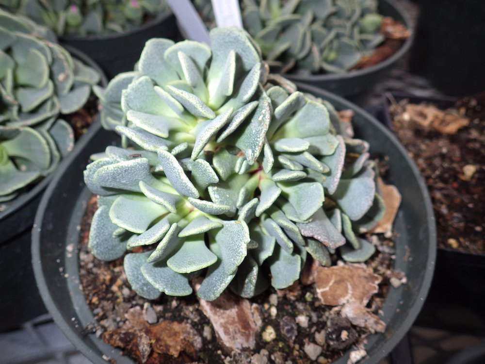 Aloinopsis spathulata Habit 2 HMS16.JPG