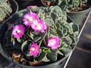 Aloinopsis spathulata Habit HMS16.JPG