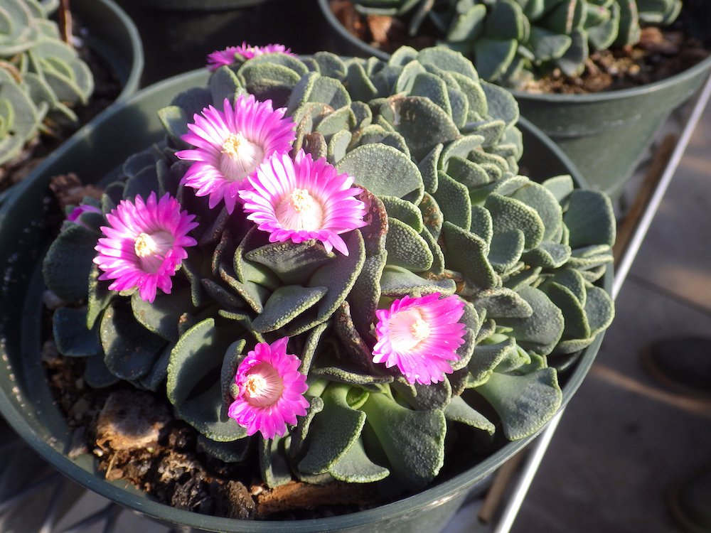 Aloinopsis spathulata Habit HMS16.JPG
