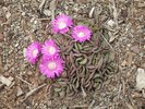 Aloinopsis spathulata Habit in Flower 1 JWB18.JPG