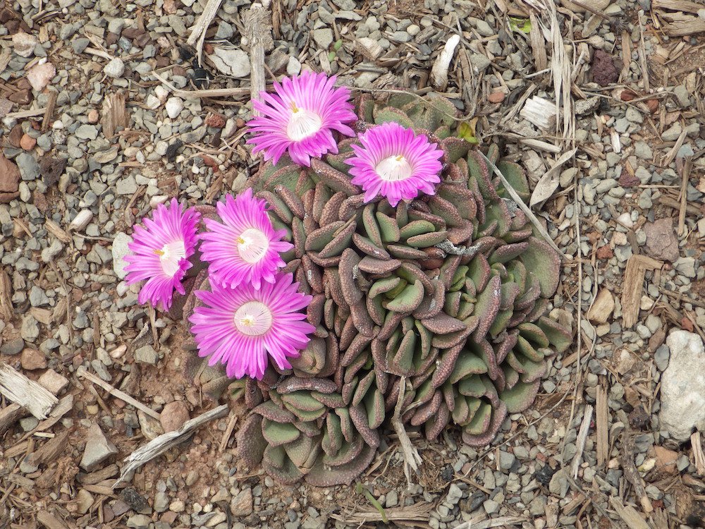 Aloinopsis spathulata Habit in Flower 1 JWB18.JPG