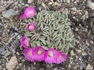 Aloinopsis spathulata Habit in Flower JWB17.JPG