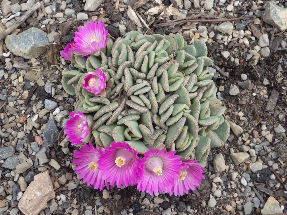 Aloinopsis spathulata Habit in Flower JWB17.JPG