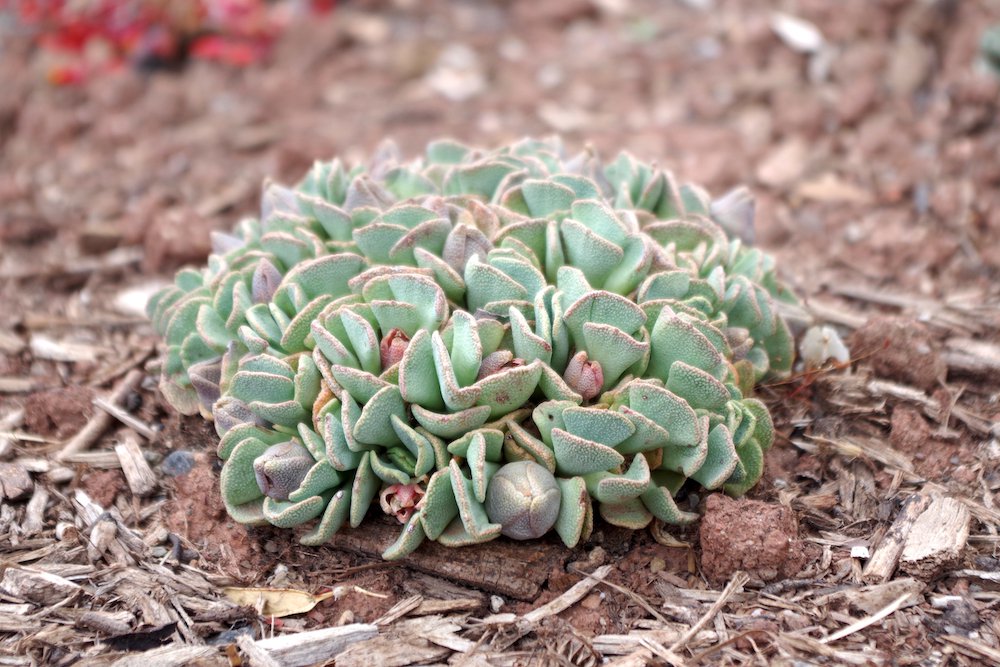 Aloinopsis spathulata Leaves BIR17.JPG