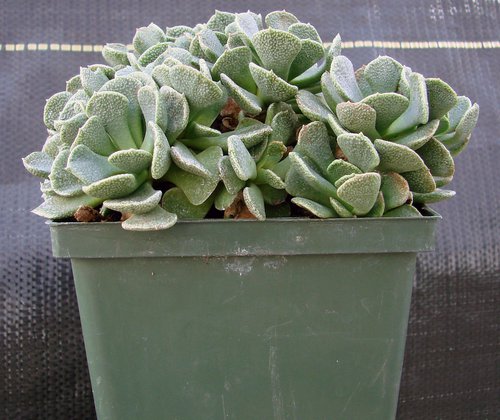 Aloinopsis spathulata side habit MLO.JPG