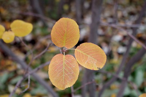 Amelanchier-alnifolia-Fall-Color-Leaves-1-JWB19.JPG