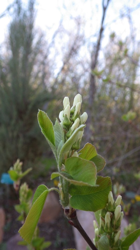 Amelanchier-alnifolia-Flower-Buds-Summer-2-HMS18.JPG