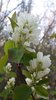 Amelanchier-alnifolia-Flowers-Summer-1-HMS18.JPG