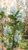 Amelanchier-alnifolia-Flowers-Summer-10-HMS18.JPG