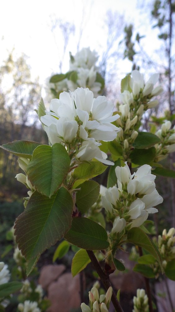 Amelanchier-alnifolia-Flowers-Summer-12-HMS18.JPG