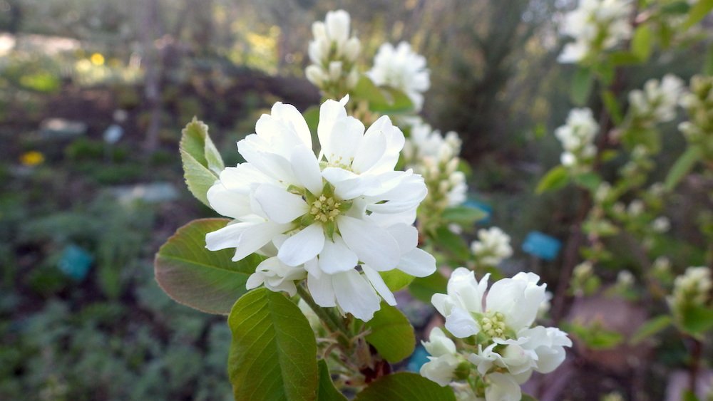 Amelanchier-alnifolia-Flowers-Summer-13-HMS18.JPG