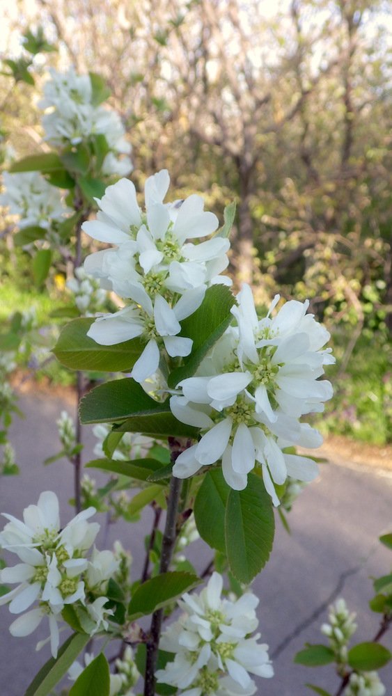 Amelanchier-alnifolia-Flowers-Summer-4-HMS18.JPG