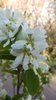 Amelanchier-alnifolia-Flowers-Summer-5-HMS18.JPG