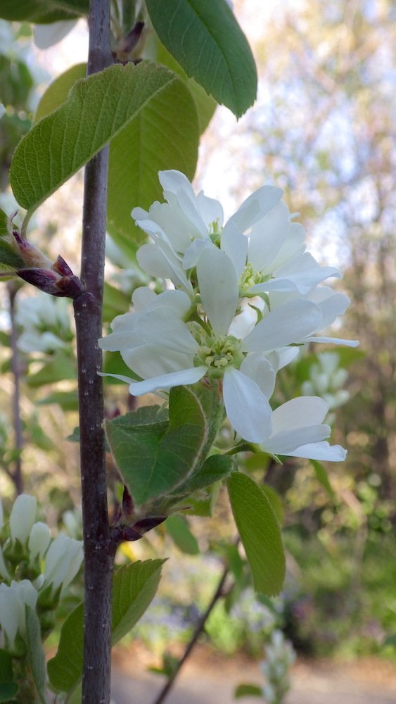 Amelanchier-alnifolia-Flowers-Summer-6-HMS18.JPG