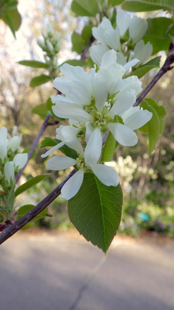 Amelanchier-alnifolia-Flowers-Summer-7-HMS18.JPG