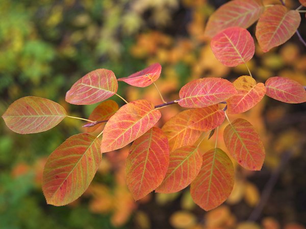 Amelanchier-canadensis-Fall-Color Jason Baker