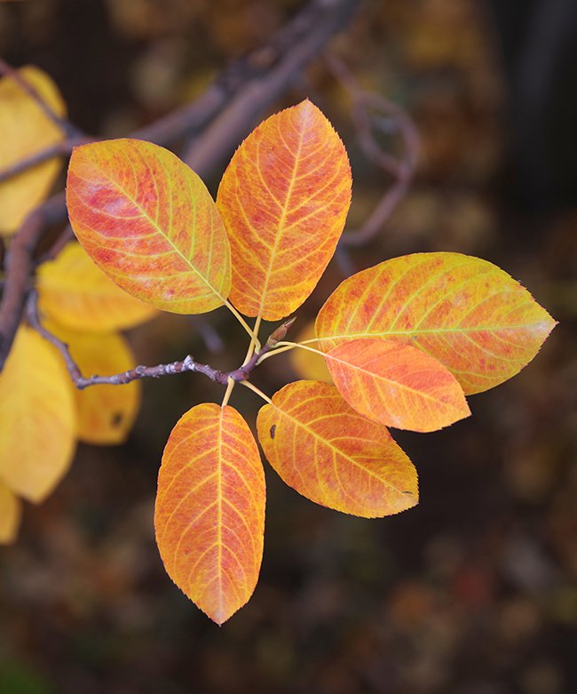 Amelanchier-canadensis-Fall-Color-3-JWB22