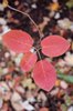 Amelanchier-canadensis-Fall-Color-Leaves-2-JWB19.JPG