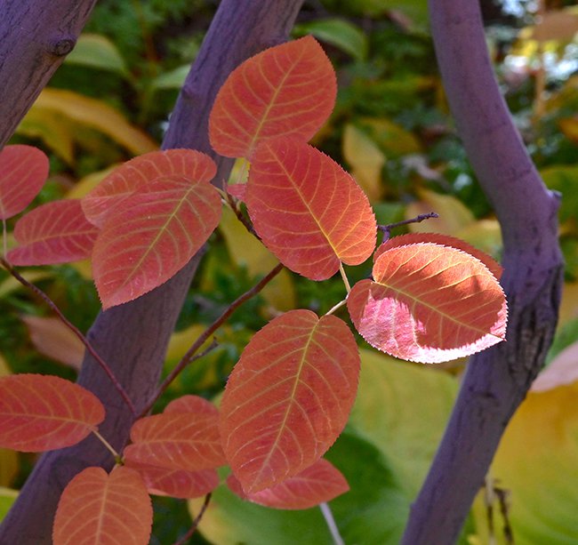 Amelanchier-canadensis-Fall-Leaves-1-GLE22