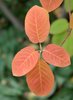 Amelanchier-canadensis-Fall-Leaves-1-JWB21.JPG