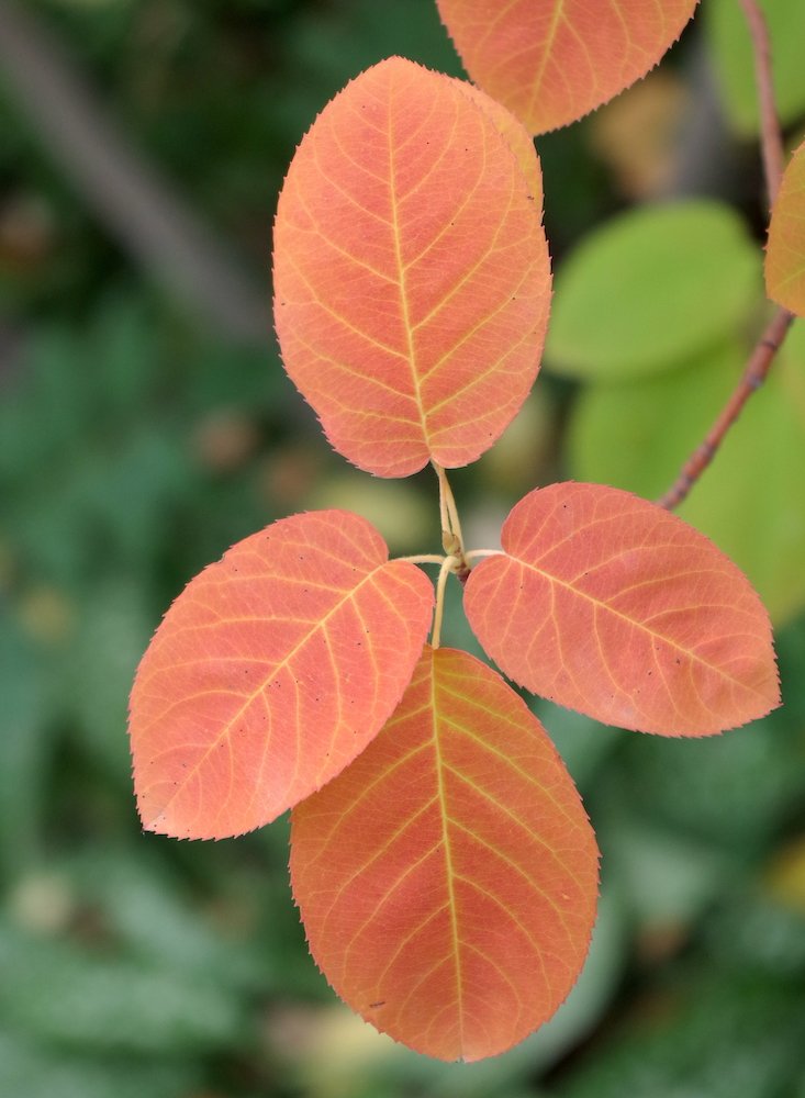 Amelanchier-canadensis-Fall-Leaves-1-JWB21.JPG