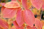 Amelanchier-canadensis-Fall-Leaves-1-LEG19.JPG