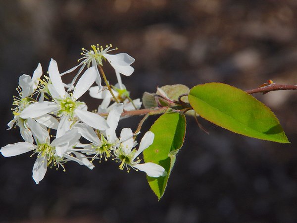 Amelanchier-canadensis-Flowers Jason Baker