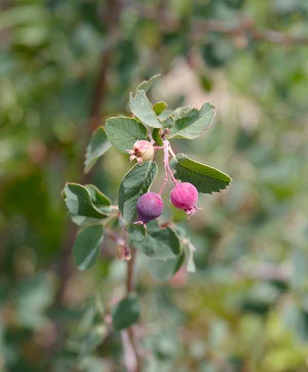 Flourishing Flowers - Red Butte Garden