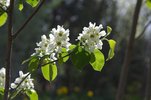 Amelanchier alnifolia Flowers and Leaves JWB14.JPG