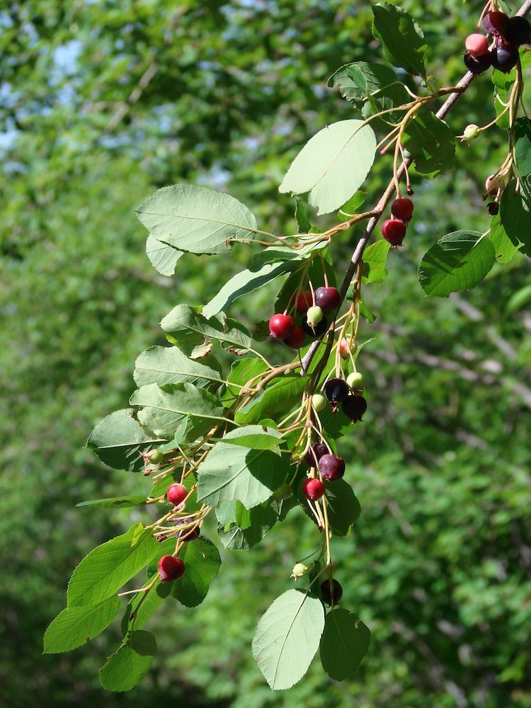 Amelanchier alnifolia Fruit EB.JPG