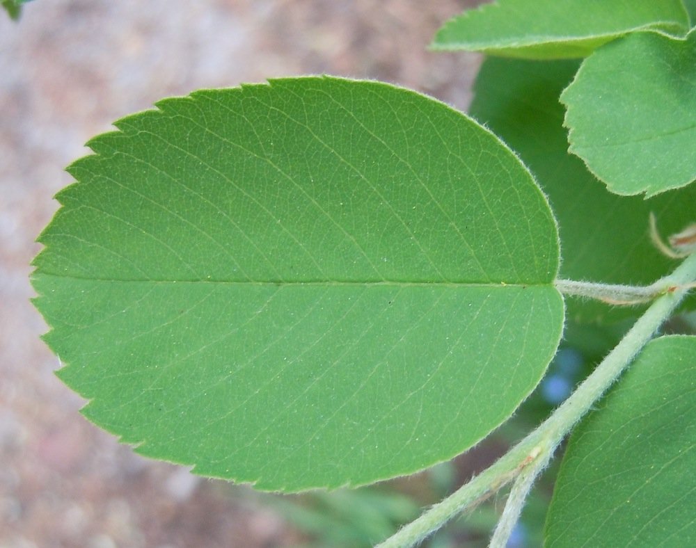 Amelanchier alnifolia Leaf JWB12.JPG