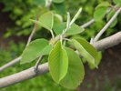 Amelanchier alnifolia Leaves JWB15.JPG