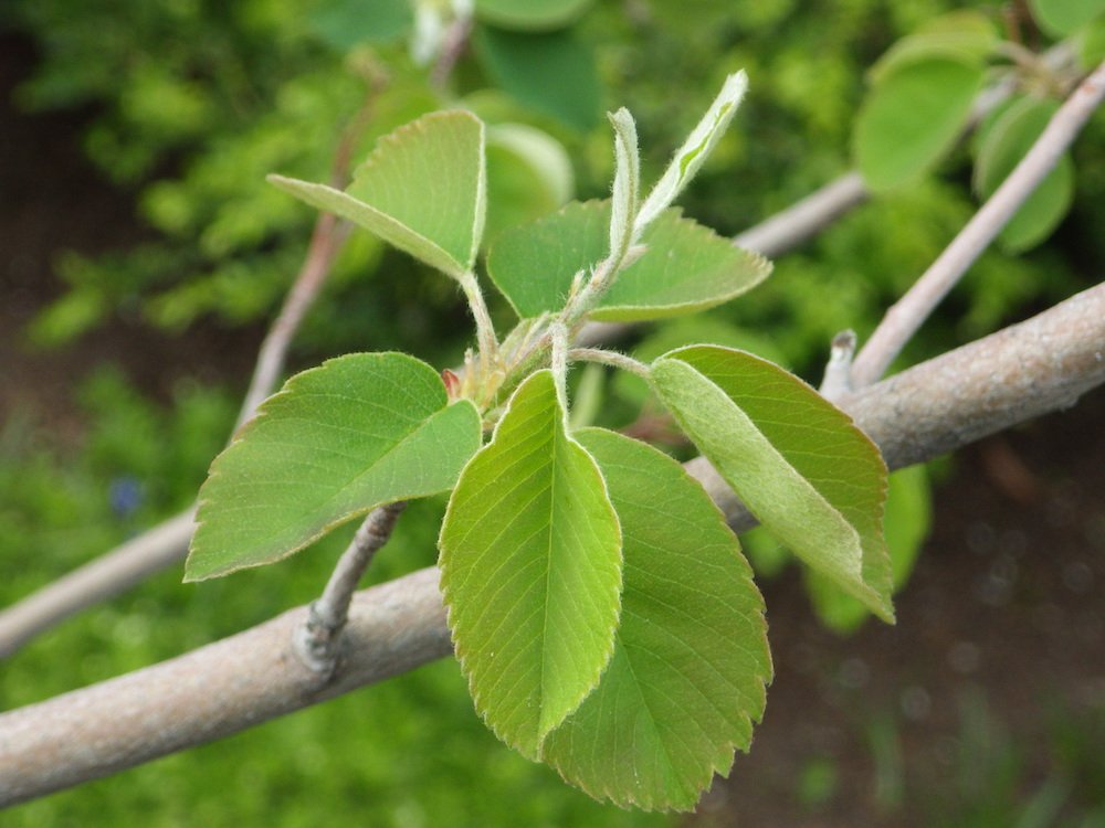 Amelanchier alnifolia Leaves JWB15.JPG